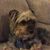 Andrea Rene Gaines's profile image