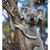 Laurie Norris Rashkin's profile image