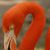 Diane Krohse's profile image