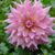 Joanna Hagopian's profile image