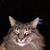 Peggy Hamlin's profile image