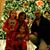 Cindy Enright Kunzer's profile image