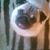 Susan Lowe's profile image