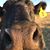 Denise Collier's profile image