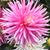 Karen Van Egdon's profile image