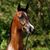 Halimah Haqq's profile image