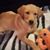 Jason Cornforth's profile image