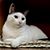 Isai Amaya-Garcia's profile image
