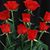 Jamie Perciful-James's profile image
