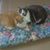 Sharon Sczepanski's profile image