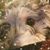Annie Smith's profile image