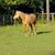 Vicki Marie Sedgwick-Baham's profile image