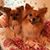 Joyce Grant McCormick's profile image