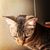 Amber Hill's profile image