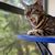 Susan Bowles's profile image