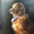 Scott Toller's profile image