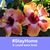 Pam McElroy's profile image