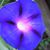 Mornin Glory's profile image