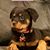 Joe Pardue's profile image