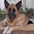 Kootenai Kennels's profile image
