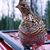 Harriet Hodger's profile image