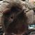 Raymond Natushko's profile image