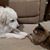 Christina Petrone's profile image