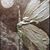 Joan DeCiantis Jones's profile image