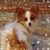 Pamela Kelly Boyer's profile image