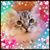 Susan Sanderson L'Heureux's profile image
