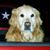 Danielle Scruggs Carolina Goldens's profile image
