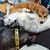 Diane Little-Heiss's profile image