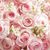 Francesca DiPrima-Bifulco's profile image