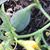 Nancy Canche's profile image