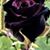 Sherri Spry's profile image