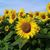 Elizabeth Bristow O'Shea's profile image