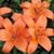 Karen Roeglin-Burgoon's profile image