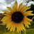 Karol Hurst Giblin's profile image