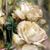 Rose Berry's profile image