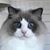 Stacy King- Frisbie's profile image
