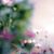 Suzanne Wallis Fisher's profile image