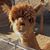 Jessica T. Hecht's profile image