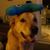 Scott Hefley's profile image