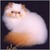sheri s.'s profile image