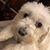 Shari Breeding's profile image