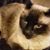 Michelle Harris's profile image