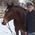 Tom Fileccia's profile image