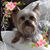Renita Blalock Meares's profile image
