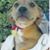 Armando Vaquera's profile image