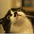 Levi Cline's profile image